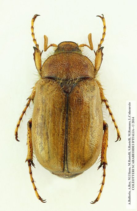 Rhizotrogus sassariensis, maschio